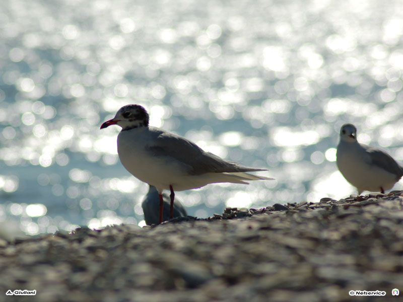 01/07/2009 - Gabbiani