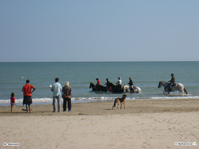 16/10/2009 - Senigallia, cavalli a passeggio lungo la riva della spiaggia