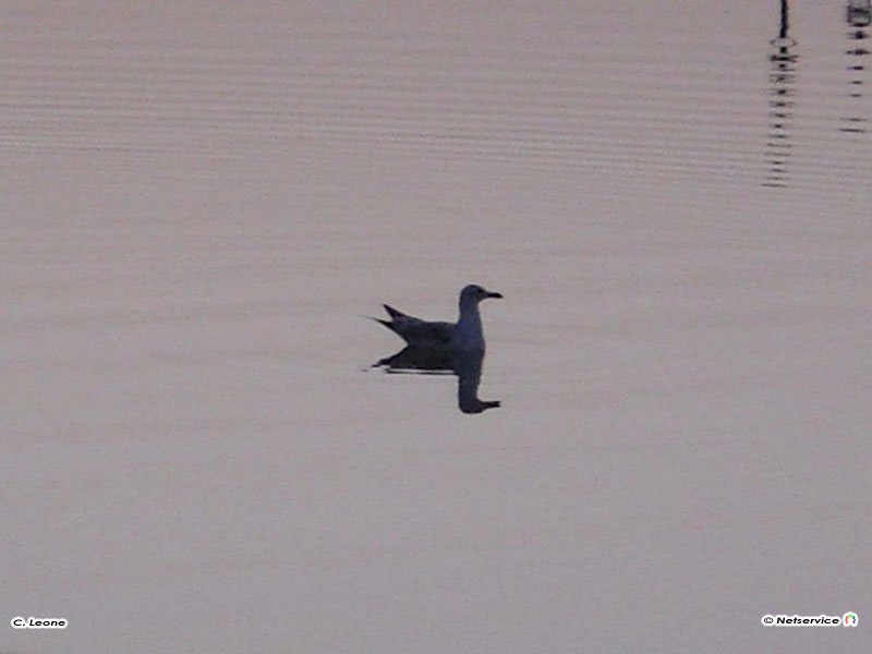 24/03/2010 - Riflessione....