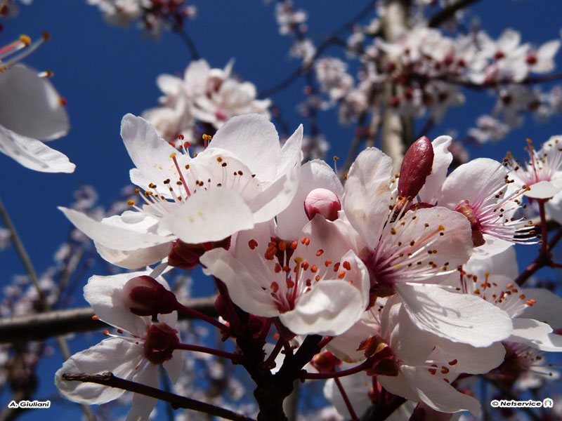 26/03/2010 - Primavera..