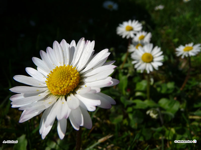 29/03/2010 - Margherite