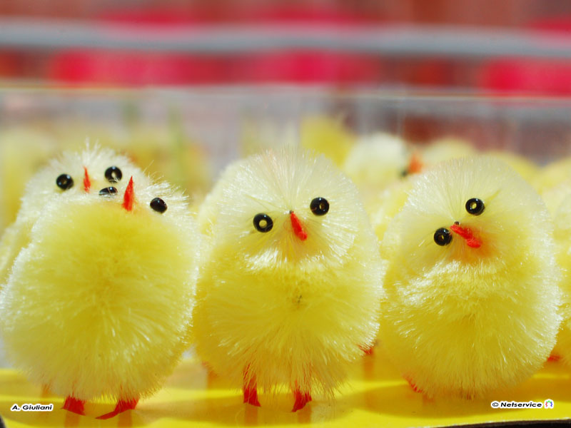 02/04/2010 - Buona Pasqua!!!