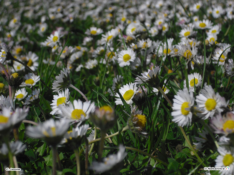 06/04/2010 - Senigallia, Parco della Pace in fiore