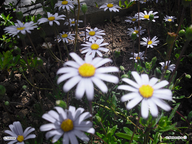 23/04/2010 - Margherite