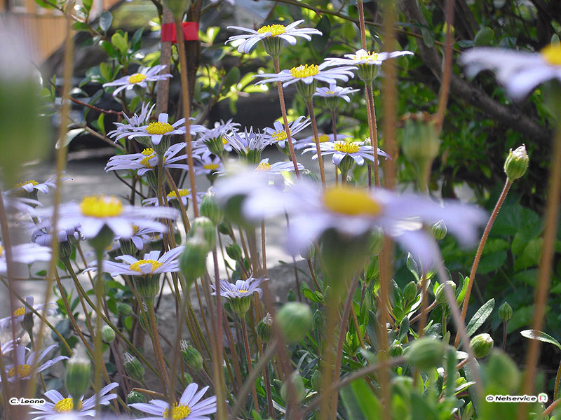 26/04/2010 - Margherite