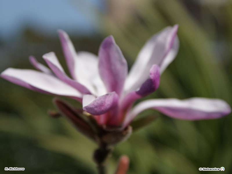 29/04/2010 - Fiore..