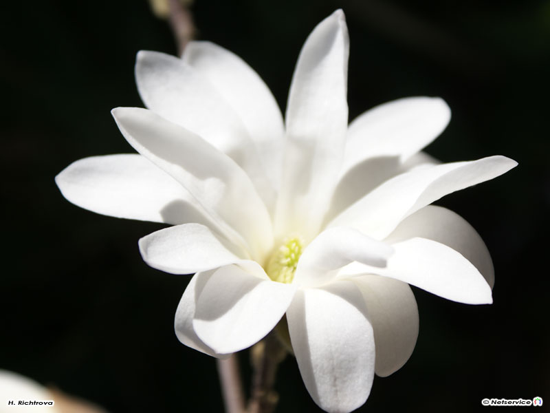 30/04/2010 - Fiore..