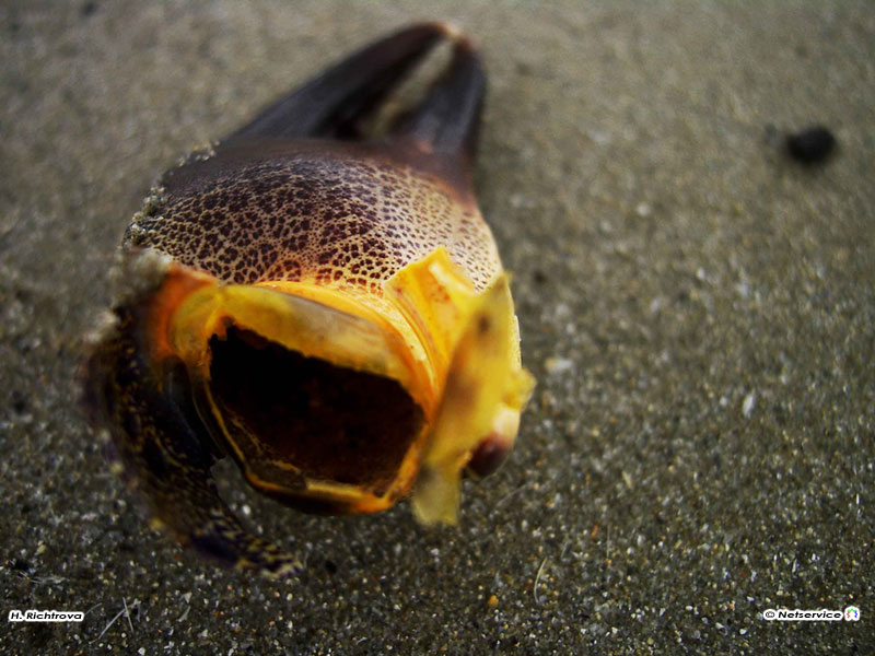 14/06/2010 - Chela di granchio