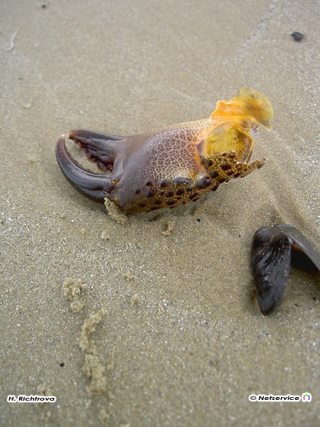 15/06/2010 - Chela di granchio