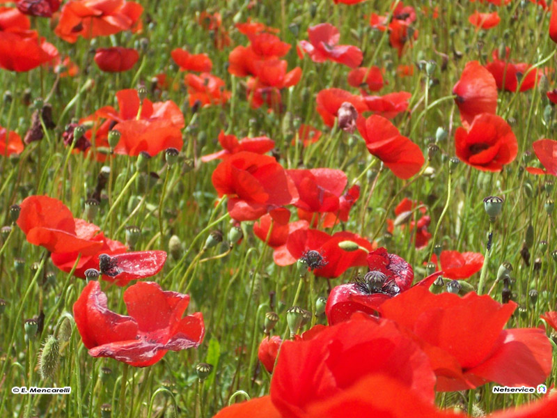 16/06/2010 - Papaveri - Foto di Emanuela Mencarelli
