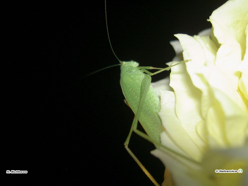 22/06/2010 - Cavalletta