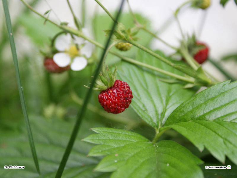 23/06/2010 - Fragola di bosco