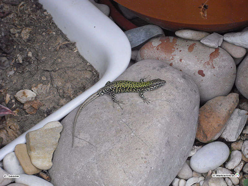 23/09/2010 - Lucertola