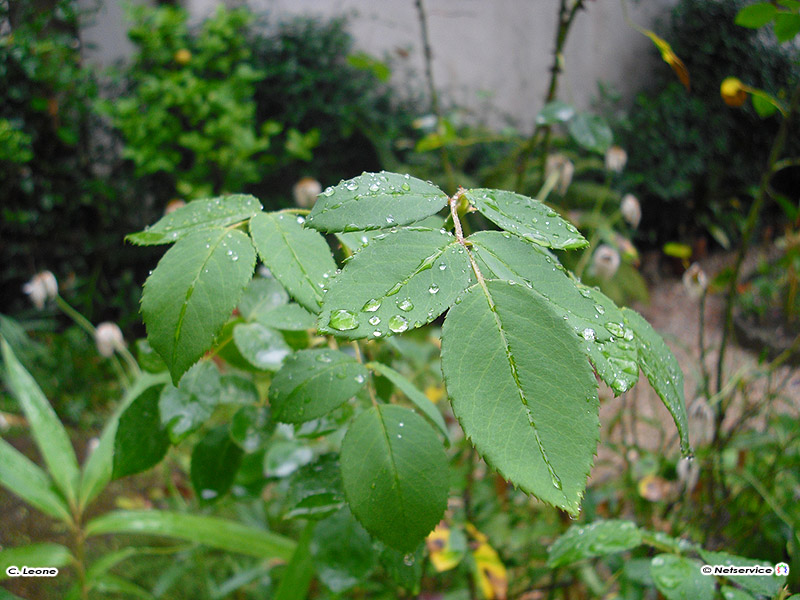 06/10/2010 - Dopo la pioggia..