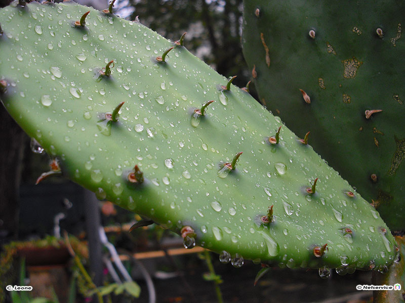 07/10/2010 - Dopo la pioggia..