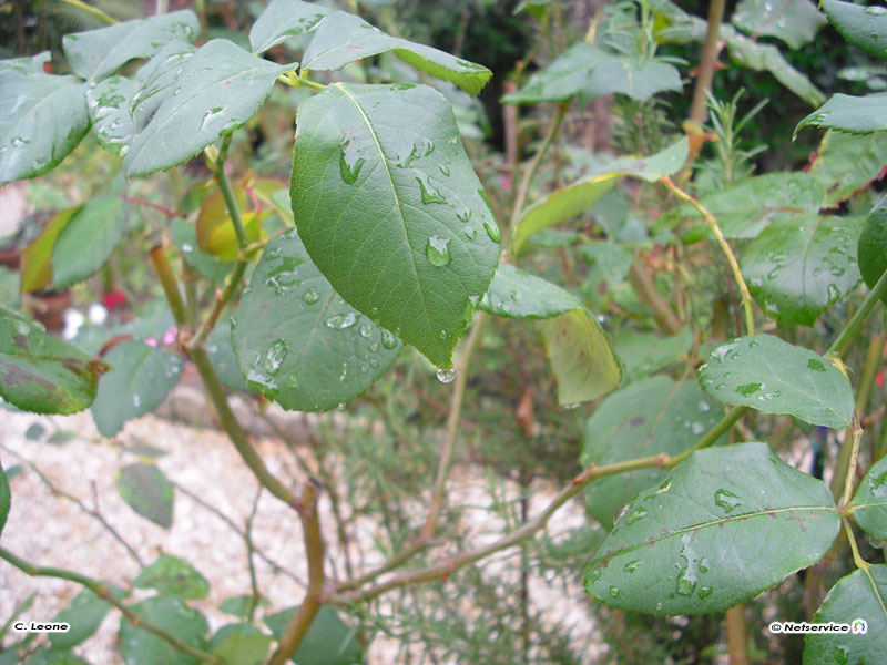 21/10/2010 - Dopo la pioggia...