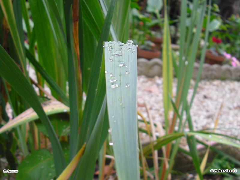 25/10/2010 - Dopo la pioggia...