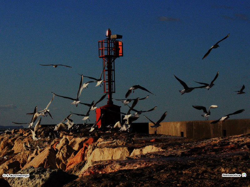05/11/2010 - Senigallia, gabbiani al molo di Ponente - Foto di Francesco Buontempi