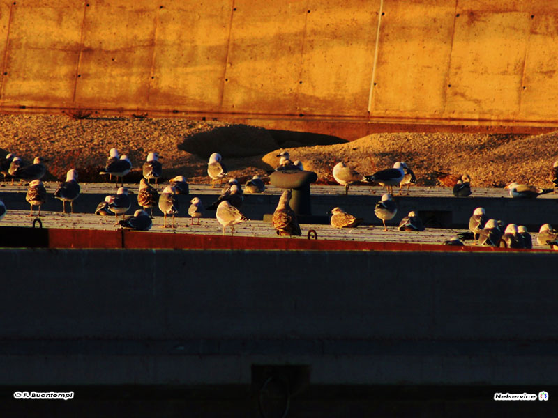 24/11/2010 - Senigallia, gabbiani - Foto di Francesco Buontempi