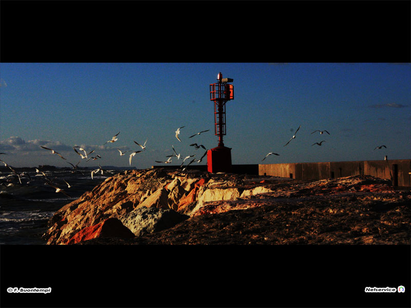 03/12/2010 - Senigallia, gabbiani in volo sul molo di ponente - Foto di Francesco Buontempi