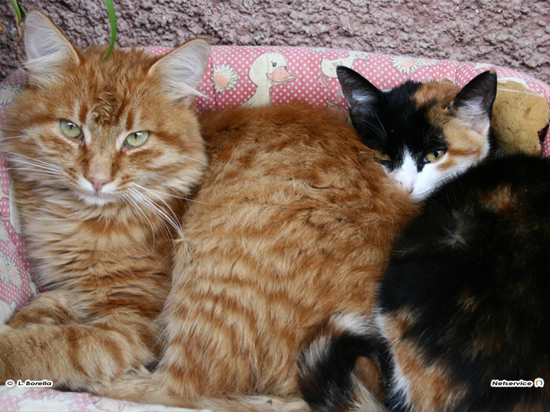 03/02/2011 - Gatti a Senigallia