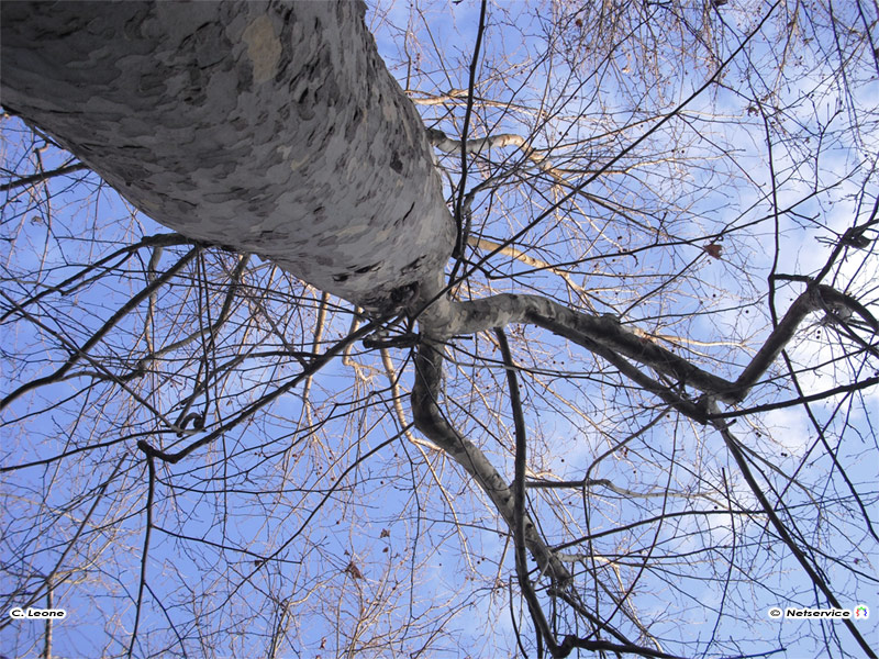 04/02/2011 - Senigallia, intreccio di rami