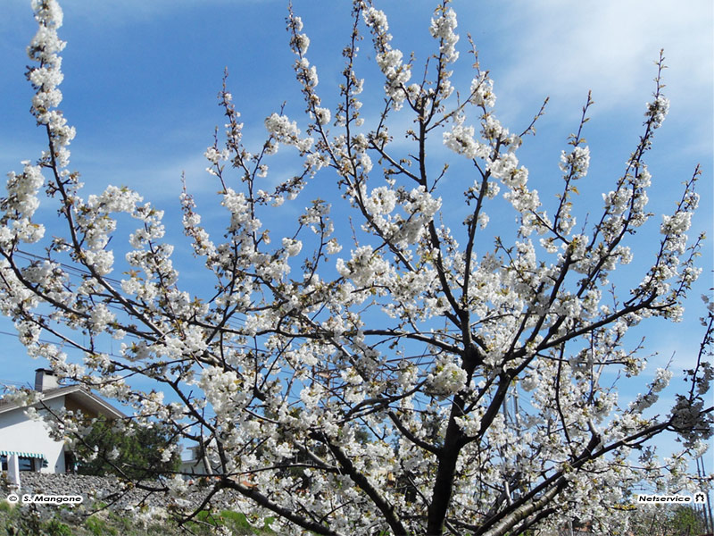 08/04/2011 - Senigallia, ciliegio in fiore