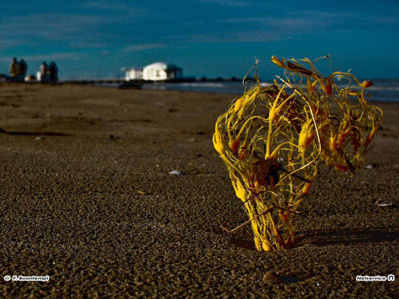 02/06/2011 - "Rifiuti" artistici sulla spiaggia di Senigallia