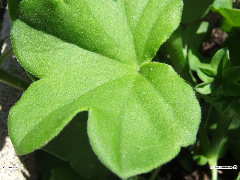 06/06/2011 - Geranio