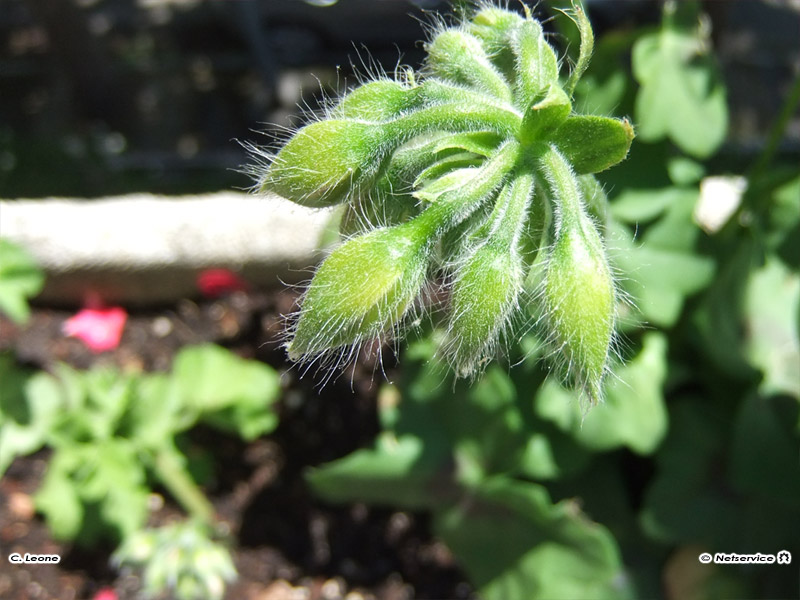 07/06/2011 - Boccioli di geranio