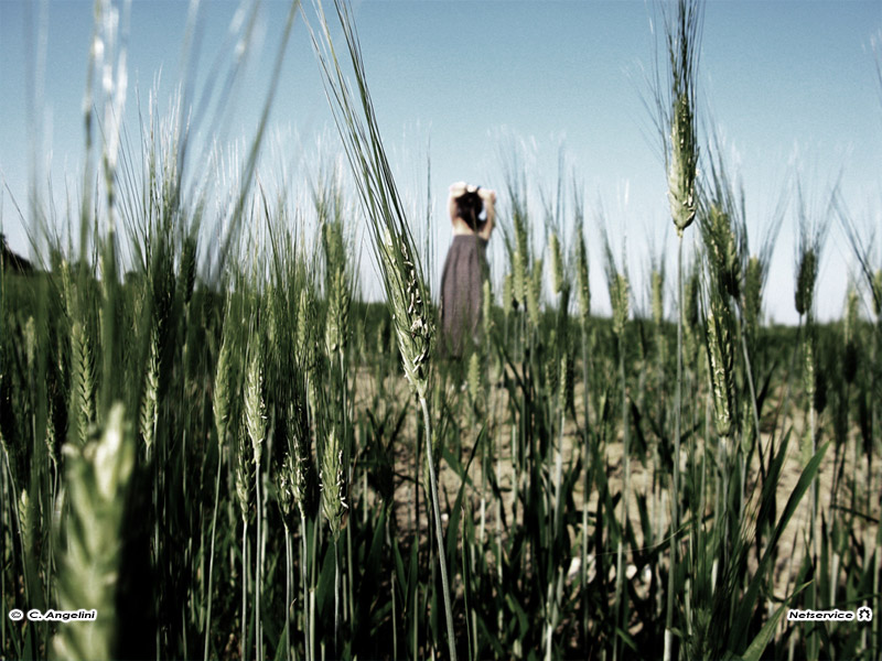 08/06/2011 - Spighe di grano