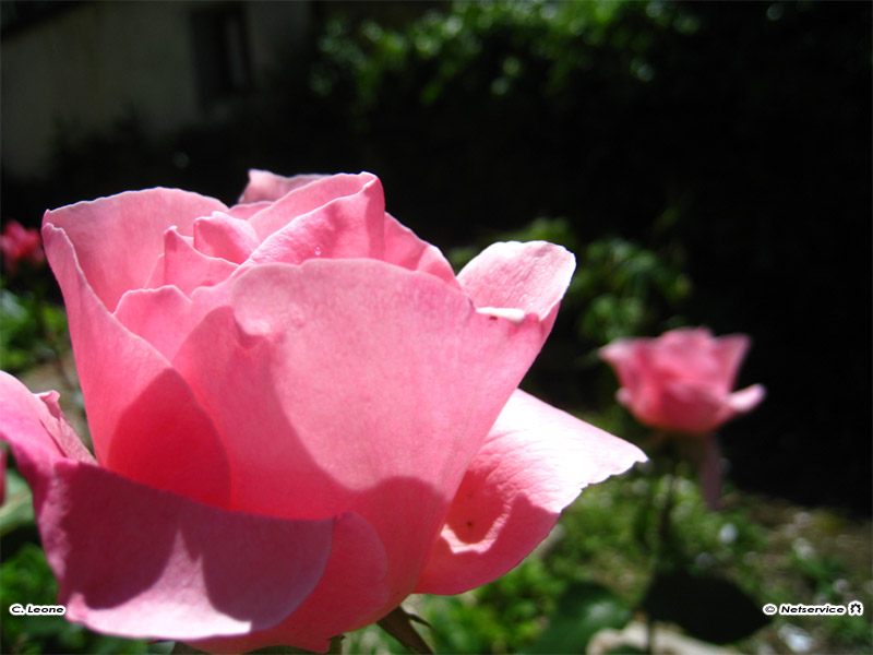 09/06/2011 - Rosa Rosae