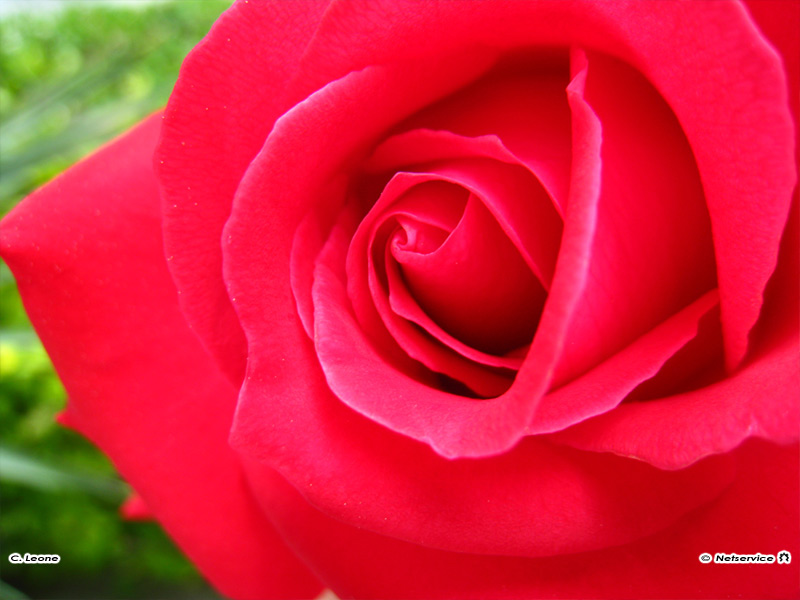 21/06/2011 - Rosa rossa