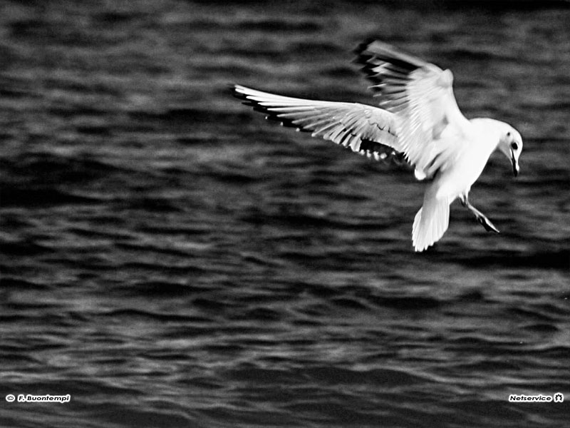 22/06/2011 - Gabbiano