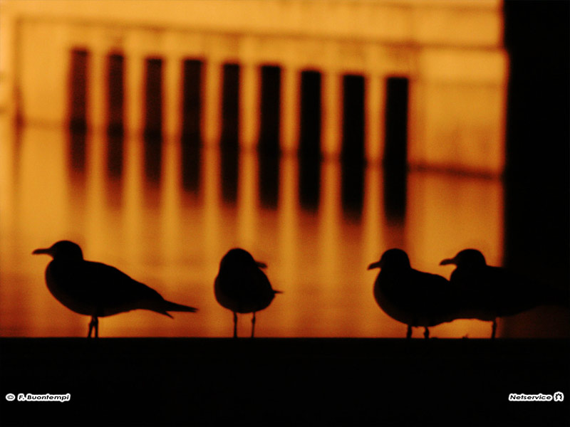 23/06/2011 - Gabbiani a Senigallia