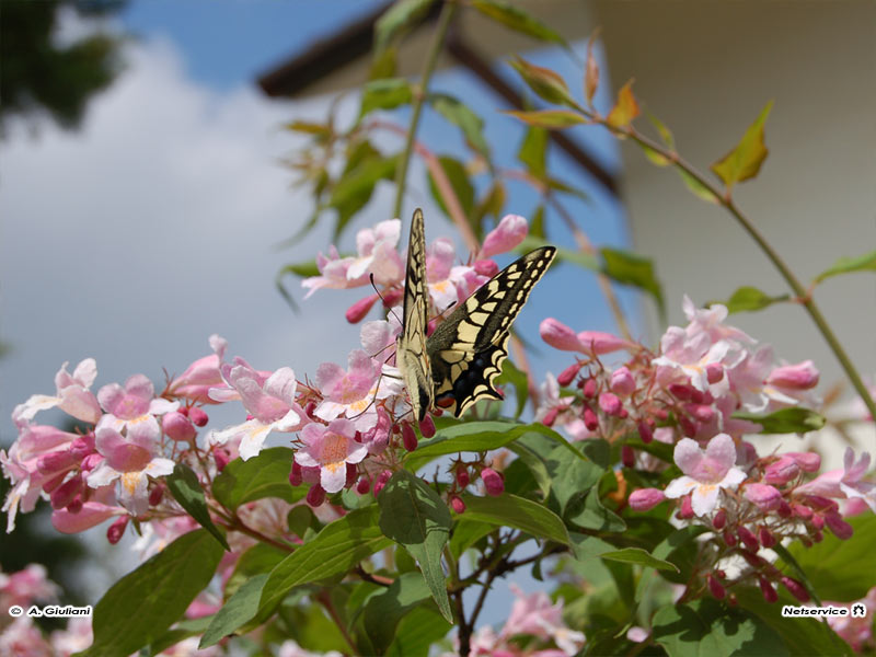 02/09/2011 - Farfalla sui fiori