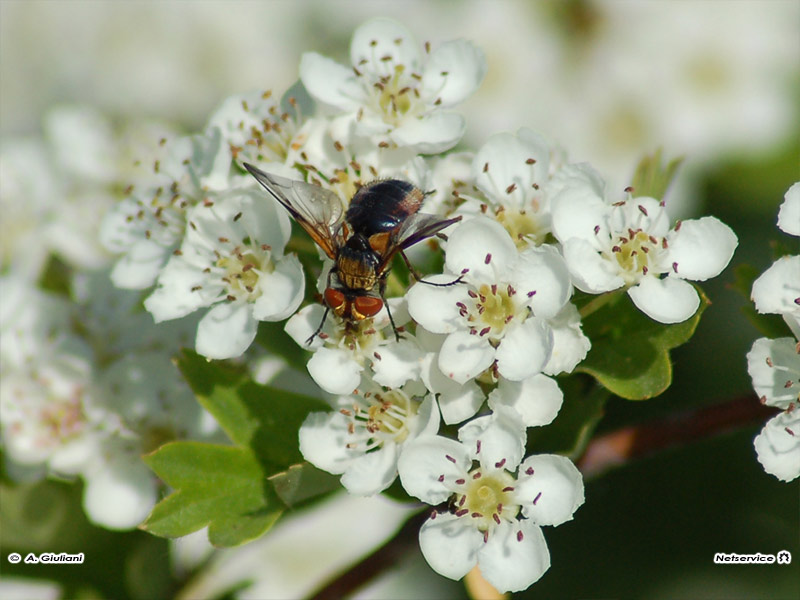 05/09/2011 - Ape su fiore