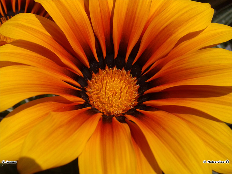 16/09/2011 - Sfumature... "in fiore"