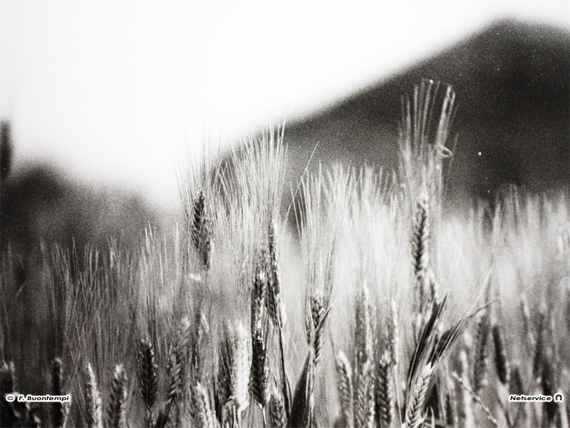 07/10/2011 - Spighe di grano in b/n