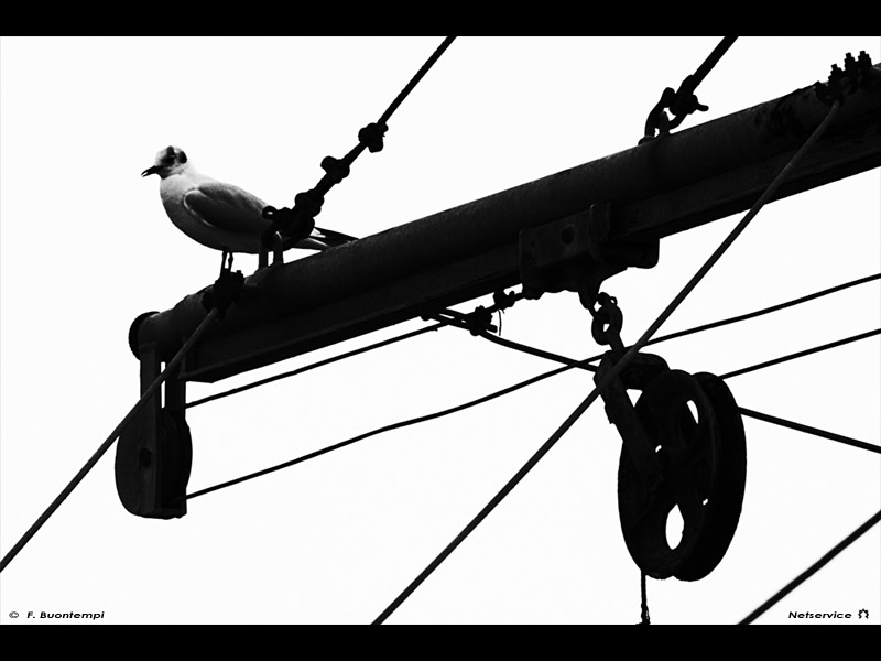 08/11/2011 - Gabbiano al porto di Senigallia