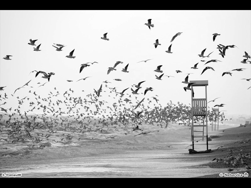 14/11/2011 - Gabbiani in volo a Senigallia