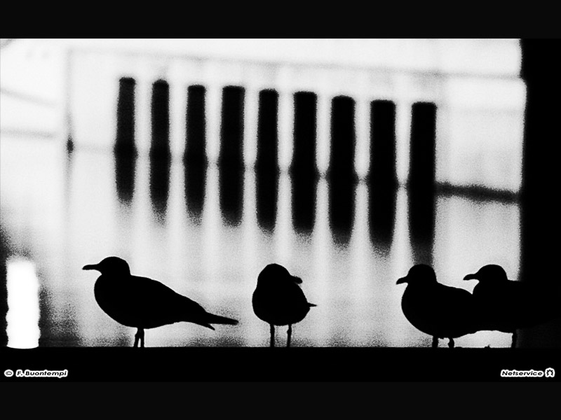 21/11/2011 - Gabbiani sul ponte sul fiume Misa a Senigallia