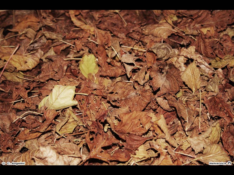 06/12/2011 - Foglie secche