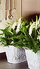 Spathiphyllum